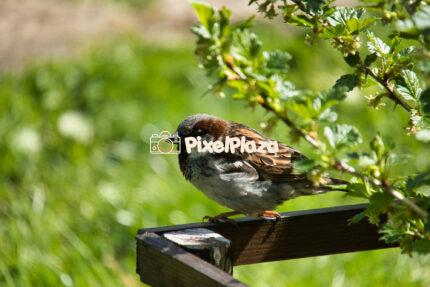 House Sparrow Resting on a Wooden Fence in a Garden